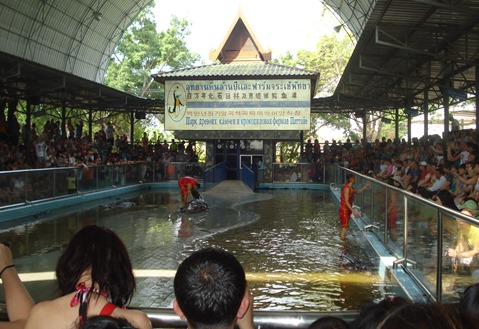 Crocodile Farm  at thailand