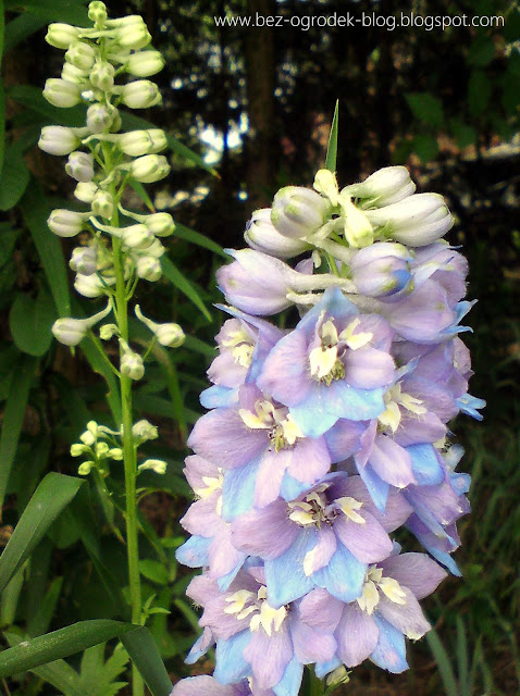 delphiniums