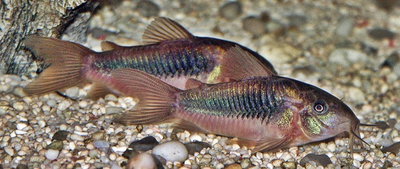 Jenis Ikan  Hias  Corydoras  Dunia Air