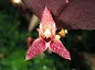 Anathallis funerea care and culture