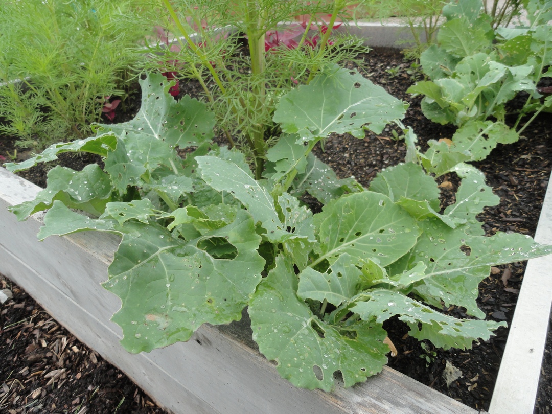 growing collard greens