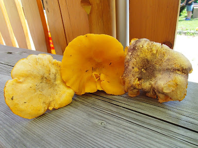 pieprznik jadalny - kurka Cantharellus cibarius, Cantharellus pallens pieprznik blady, pieprznik ametystowy Cantharellus amethysteus