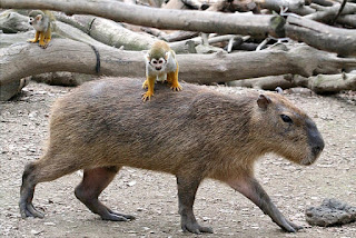 Funny Capybara