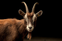 Goat - Photo by Peter Neumann on Unsplash