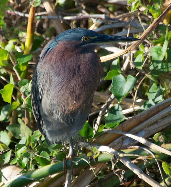 Green Heron (Butorides virescens)