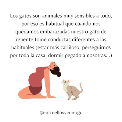 Gatos y embarazo