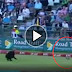A Small Guest During Australia vs South Africa 3rd T20 Match
