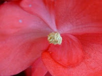 Begonia