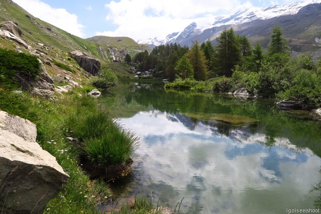 Grindjisee is a lake surrounded by larch trees and flora.