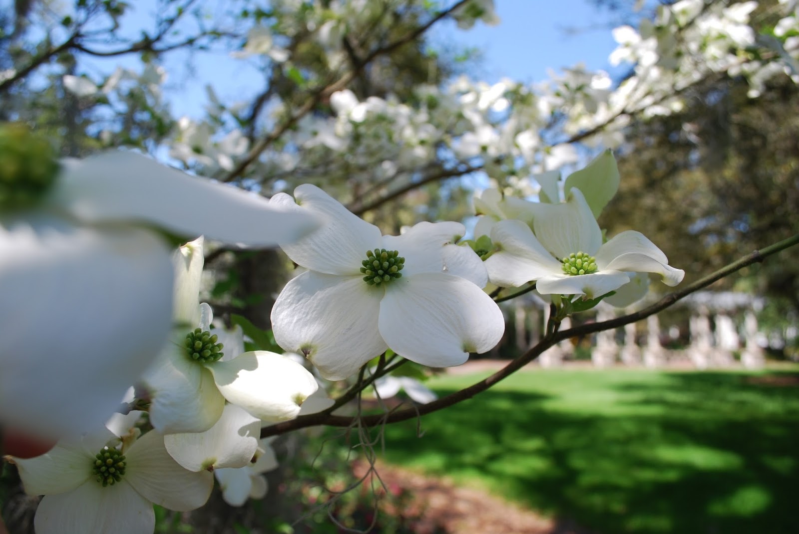  dogwood flower wallpaper 