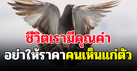 จงใช้ชีวิตดั่งนกอินทรีย์ อย่าไปให้ราคากับคนที่ไม่เห็นคุณค่ าของเรา (สอนใจได้ดีมาก)