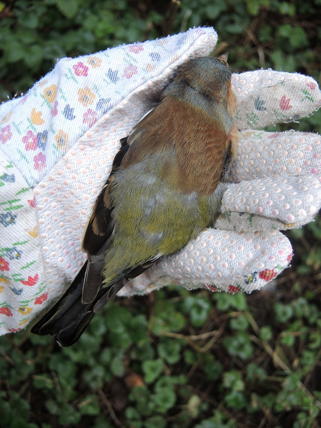 In mijn tuintje: het vogeltje dat tegen het raam vloog ...