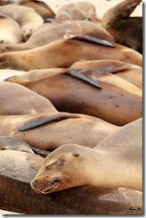 Lazy Fuckers, Sealions, Galapogas 2011-700