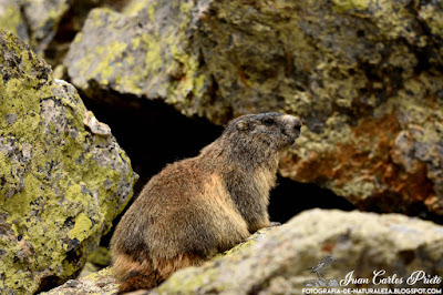 Marmota Alpina (fotografia-de-naturaleza.blogspot.com)