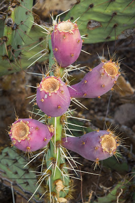 Prickly Pear, Saguaro National Park