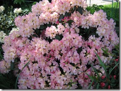 Blomstring