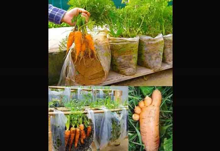 News, National, New Delhi, Agriculture, Carrot, Farming, Cultivation,  Growing Carrots at Home in Plastic Bags.