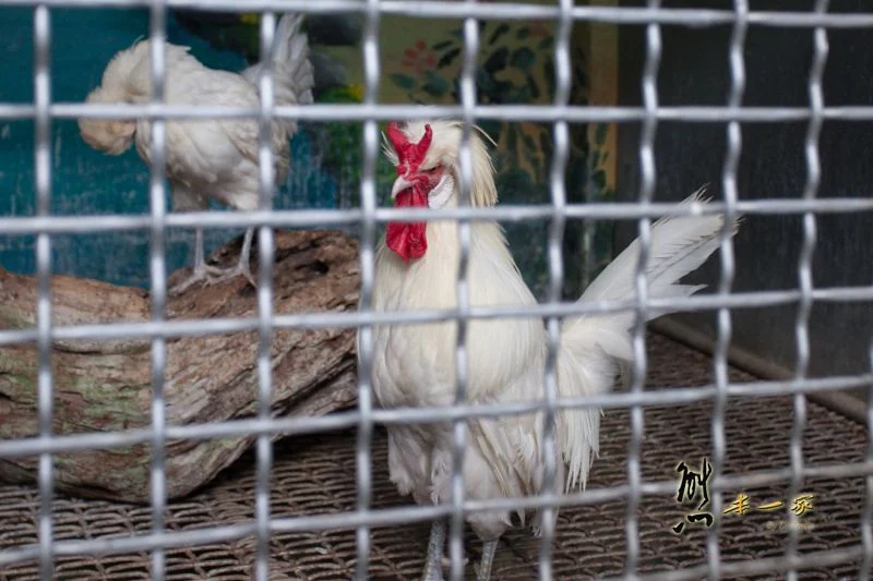 麻豆鱷魚王生態教育農場｜台南世界珍奇動物親子景點