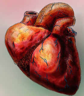 Human Heart W/ color