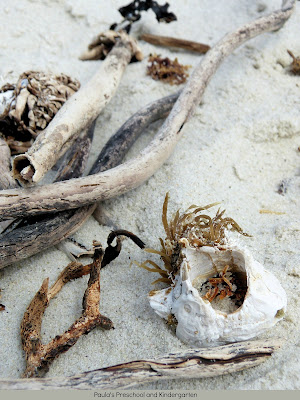 tide pools, ocean, beach, hermit crab, crab, anemone, limpets, barnacles