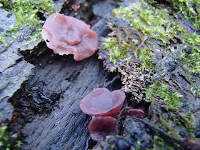 Galaretnica mięsista Ascocoryne sarcoide