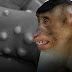 Cacar Monyet Serang Gay dan Biseks, Netizen: Sebejat-bejatnya Monyet, Tidak Ada yang Homoseksual