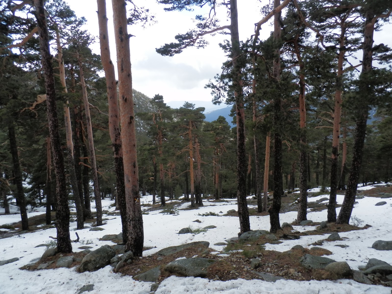 Imagen-del-pinar-nevado-en-la-ruta-del-Camino-Schmidt