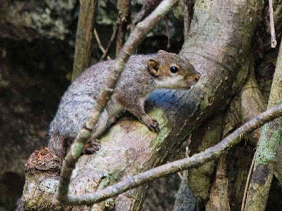 gambar bajing palawan (Sundasciurus juvencus)