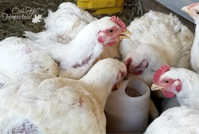 Cornish cross chickens doing what they do best: eating.