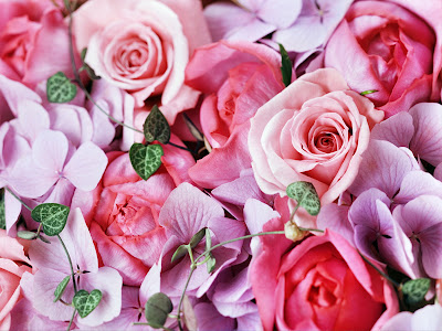 Lovely nice rose wallpaper