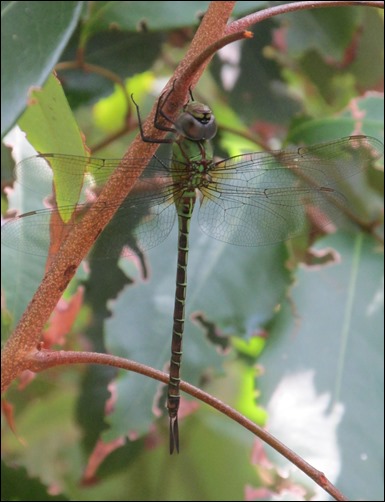 Dragonfly (2)