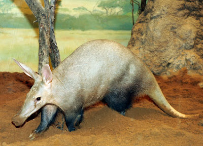 aardvarks images easy 