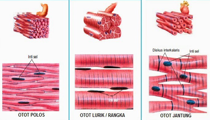 Info Terbaru Gambar Sel Otot, Gambar Keramik