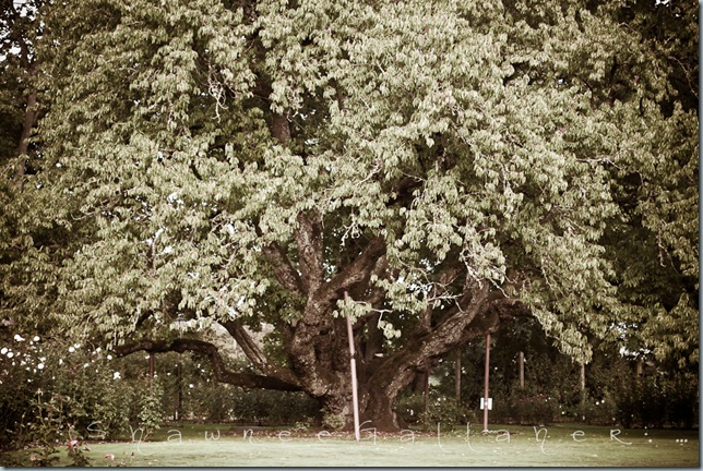 Rose Garden.Climbing Tree