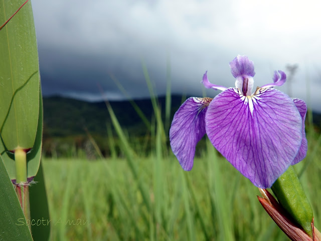 Iris setosa