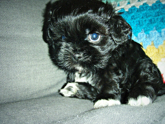 black white shih tzu pocket puppie 5 weeks old