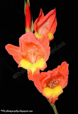 Gladiolus Flowers