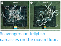 https://sciencythoughts.blogspot.com/2014/11/scavengers-on-jellyfish-carcasses-on.html