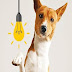 Discover How To Turn Your Dog Into A Well-Behaved And Obedient Genius...