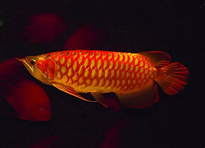 Top 10 Beautiful Aquarium Fish - AROWANA