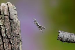 Jumping spider, close up work, high speed flash photography.