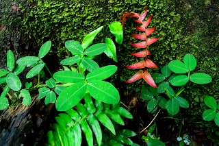 wild tropical plants with red fern frond