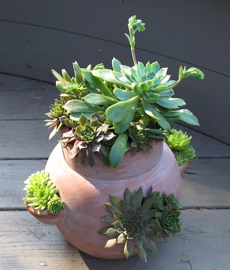 Creative Succulent Container Ideas