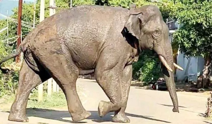 പൂശാനംപെട്ടിക്കടുത്ത് നിന്ന് നാലര കിലോമീറ്റർ ഉൾവനത്തിലാണ് കൊമ്പൻ നിലയുറപ്പിച്ചിരുന്നത്. പൂശാനംപെട്ടിക്കടുത്ത് നിന്ന് നാലര കിലോമീറ്റർ ഉൾവനത്തിലാണ് കൊമ്പൻ നിലയുറപ്പിച്ചിരുന്നത്.