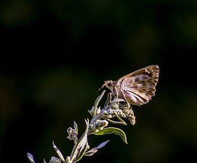 Ташкент лето бабочка яркий разноцветный   Tashkent summer butterfly bright  colorful