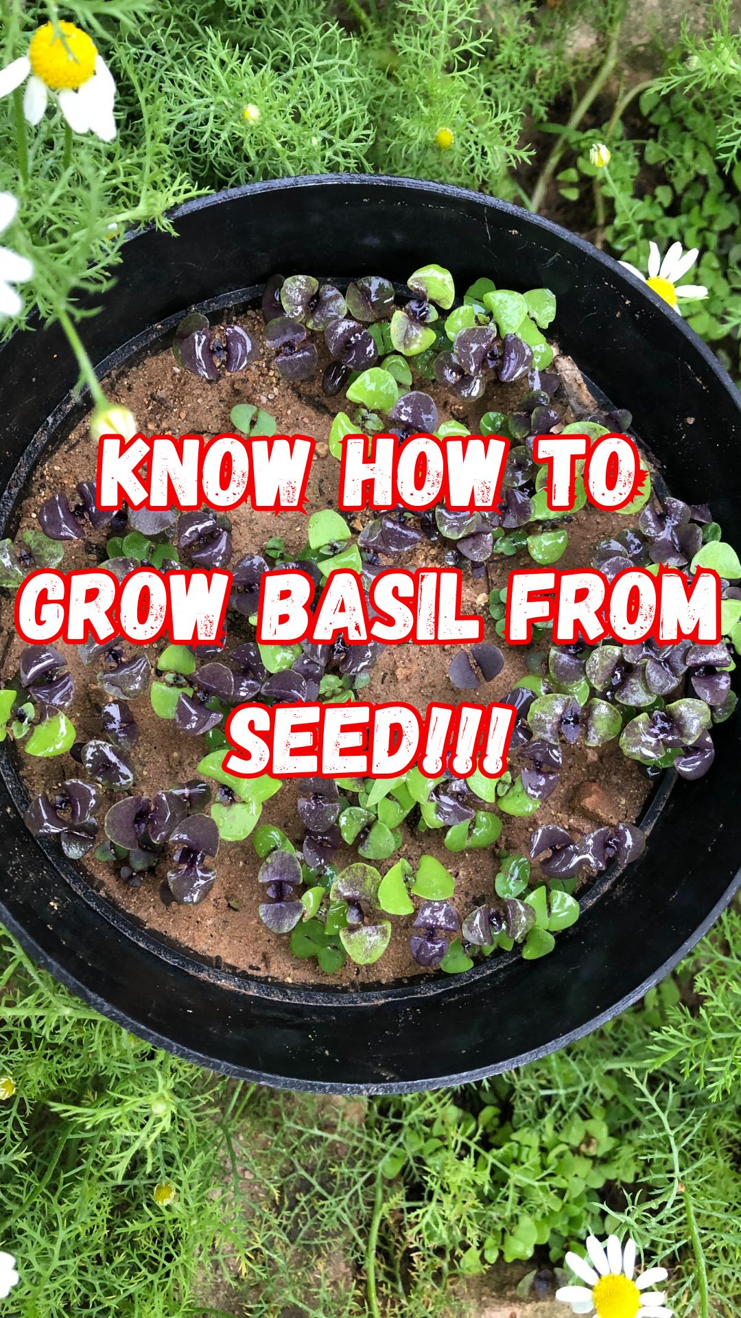 Ready to fill your kitchen and garden with the sweet aroma of fresh basil?  In this step-by-step video, you’ll learn everything you need to know about growing basil from seeds — one of the easiest and most rewarding herbs to grow at home!