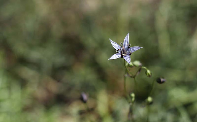 Marsh Felwort Flowers