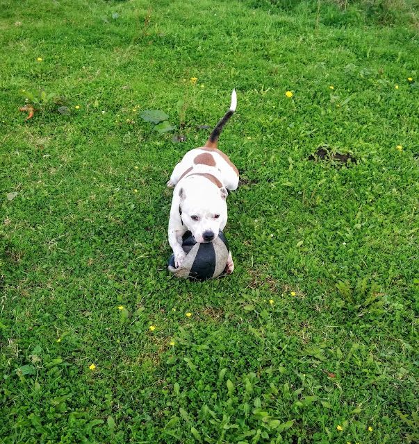 Passionately Sam, Dog Walking at Hilbrae Animal Rescue, Cherry