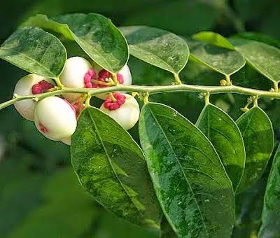 Bahan yang Mengandung Antioksidan Alami Sains Teknologi 