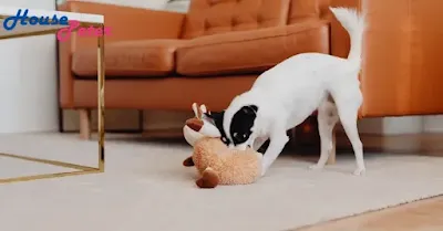Exploring Different Types of Interactive Dog Toys